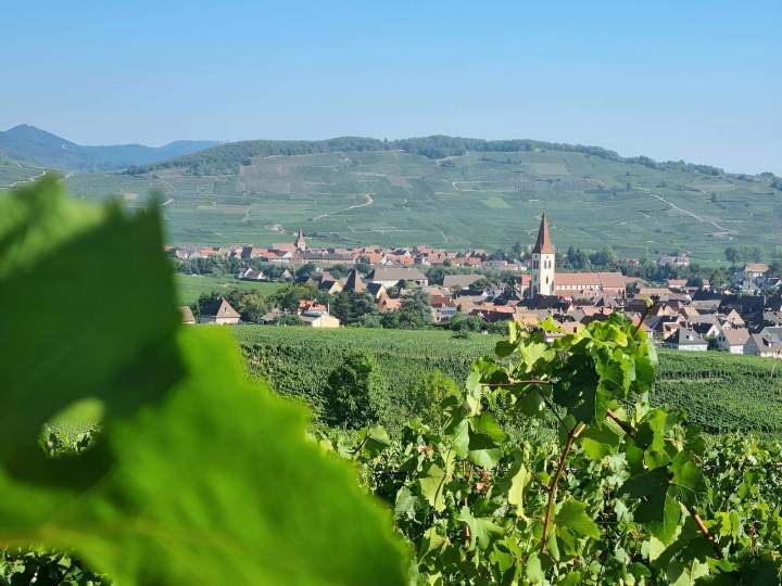 Visite de notre domaine viticole familial, hérité depuis des générations