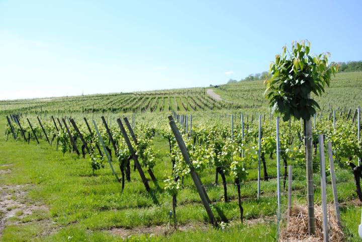 Vente Alsace Grand Cru du Kaefferkopf près de Colmar