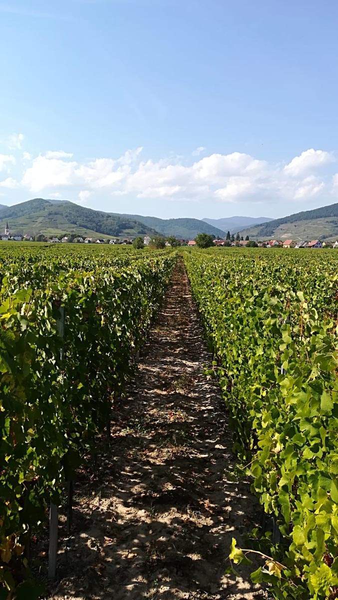 Domaine viticole  Colmar