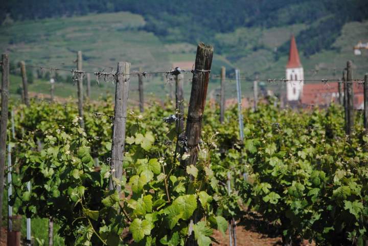 Artisan vigneron Colmar