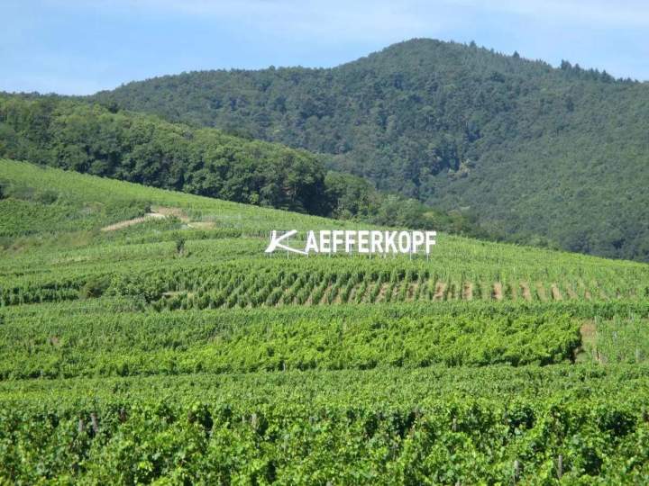 Family vineyard Colmar 025d