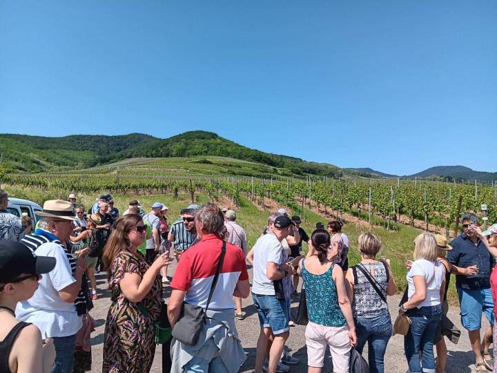 Pique nique vignoble Colmar