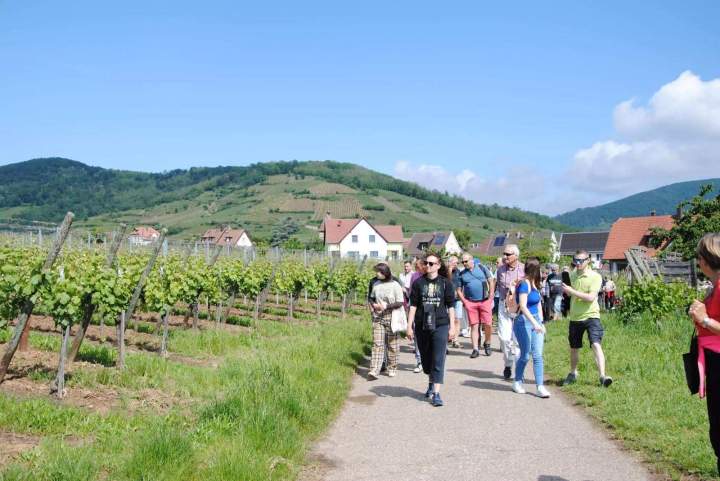 Pique nique viticole Colmar