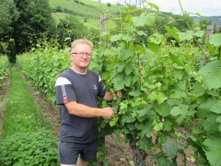 Domaine viticole  Colmar