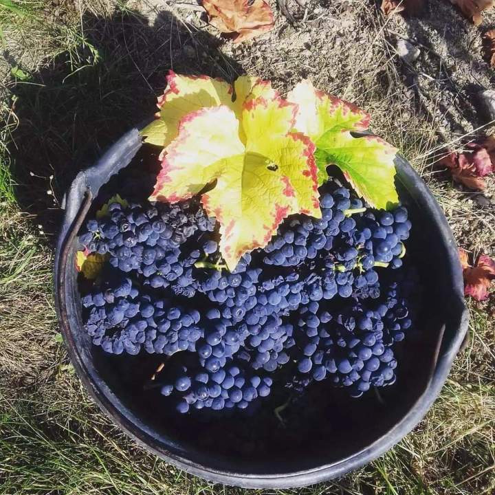 Tradition des vendanges Colmar
