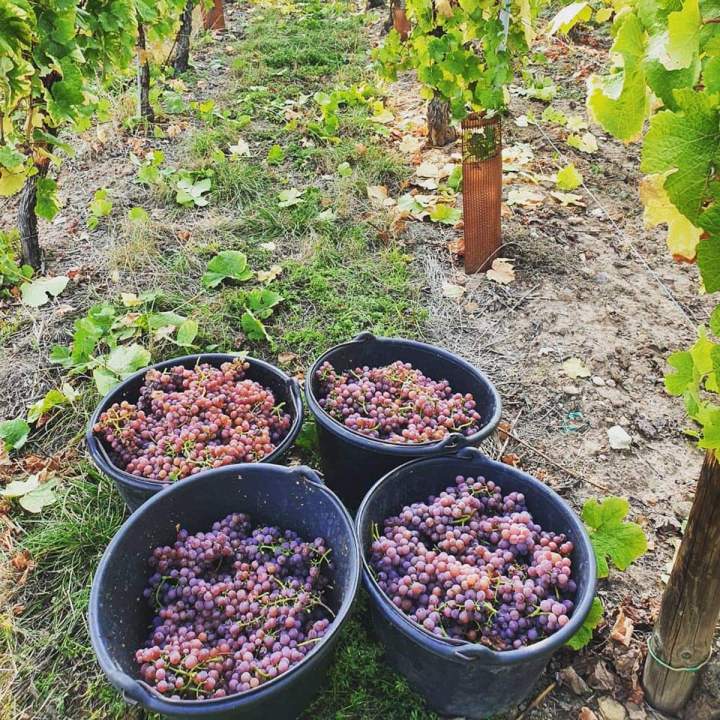 Vendanges en Alsace Colmar