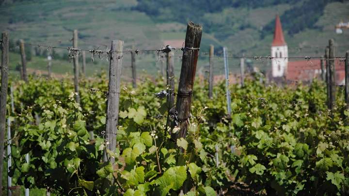 Domaine de vigneron Colmar